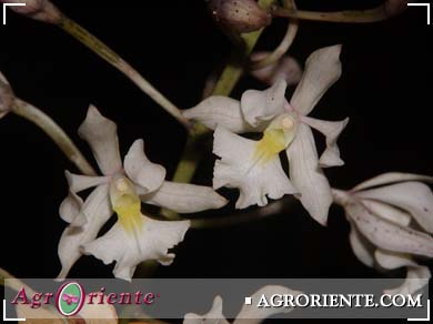Orqudeas - Epidendrum bracteolatum